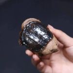 Tartaruga tea pet in ceramica fatta a mano
